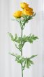 17  Mini Ranunculus Bush: Yellow Online