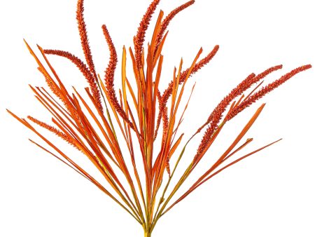 24  Foxtail Bush: Orange Online Hot Sale