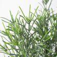 18  Rosemary Bush Online