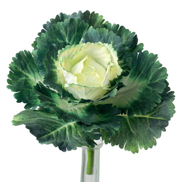 10  Kale Cabbage Plant Pick: Cream Cheap