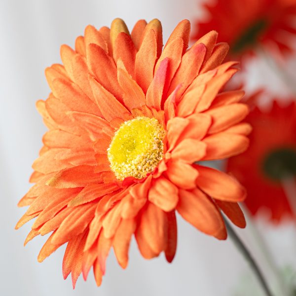 17  Gerbera Daisy Bush: Orange Discount