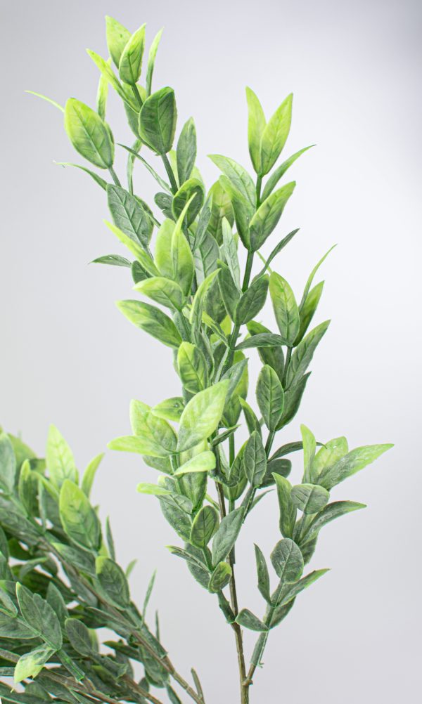 21  Green Ruscus Bush For Sale