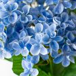 23  Hydrangea Bush: Blue Cheap