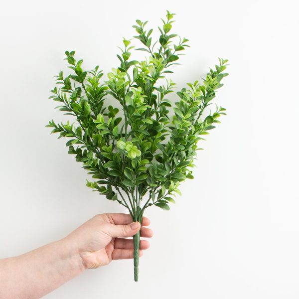 18  Boxwood Bush Online now