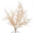 18  Asparagus Fern Bush: Cream Online now