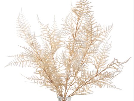 18  Asparagus Fern Bush: Cream Online now