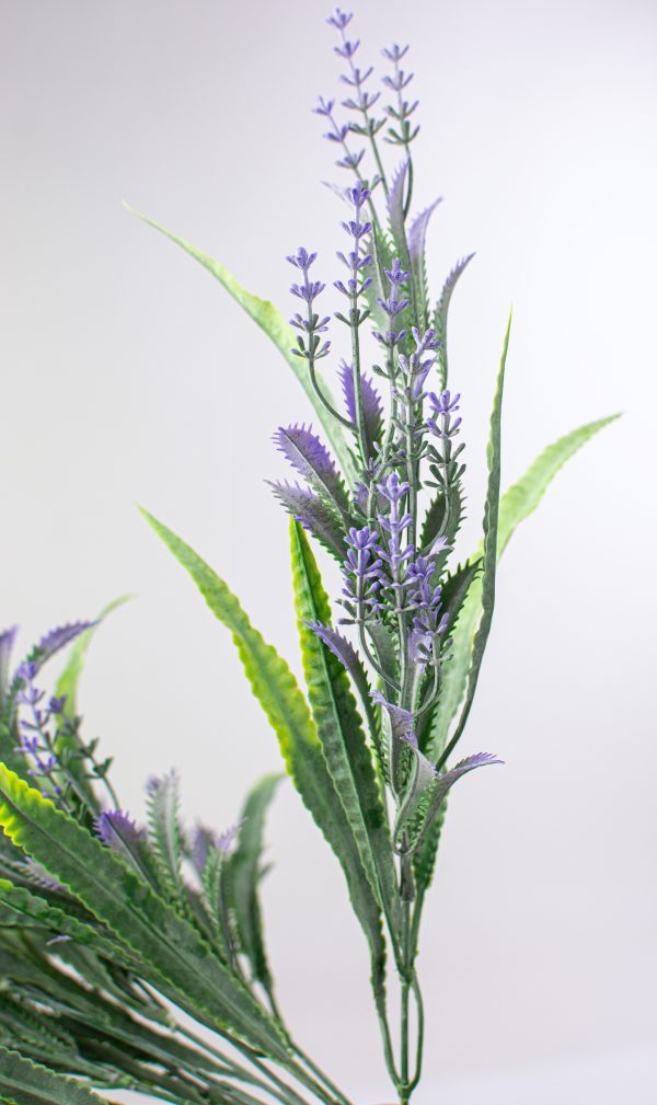 23  Lavender Bush Online now