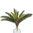 16  Sago Palm Cycas Bush (21 Stem) For Cheap