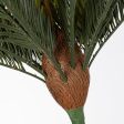 16  Sago Palm Cycas Bush (21 Stem) For Cheap