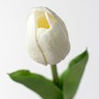 15  Foamy Tulip Bud Stem: White Online