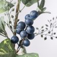 17  Leaf, Seed, Blueberry Spray For Discount