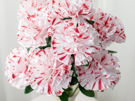 20  Colorfast Carnation Bush: Peppermint Sale