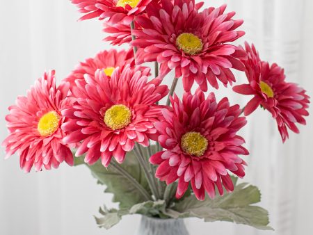 17  Gerbera Daisy Bush: Fuchsia Pink Online Sale