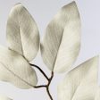 23  Ficus Leaf Spray: Grey (12) For Discount