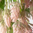 19   Hops Hanging Spray: Pink Online Sale