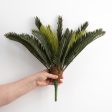 16  Sago Palm Cycas Bush (21 Stem) For Cheap