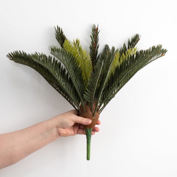 16  Sago Palm Cycas Bush (21 Stem) For Cheap