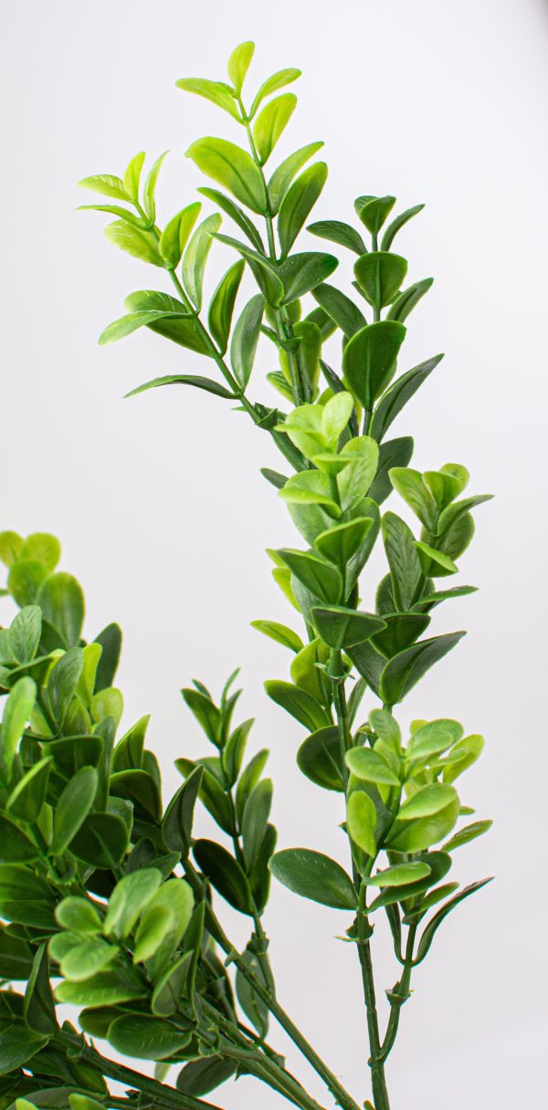 18  Boxwood Bush Online now