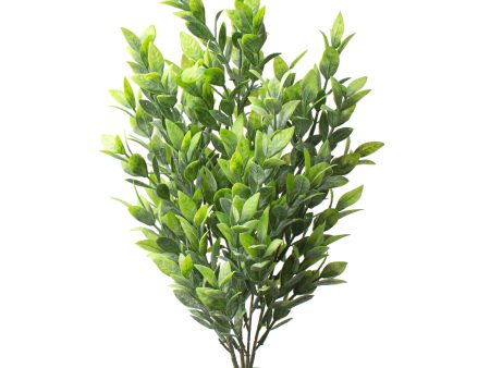 21  Green Ruscus Bush For Sale