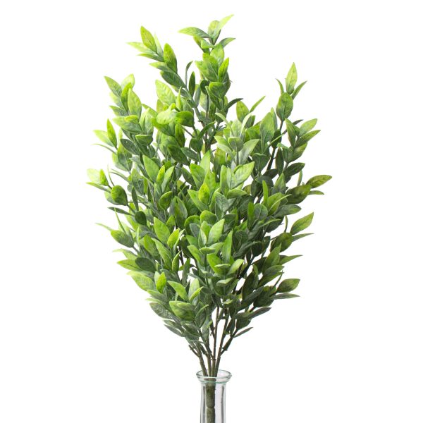 21  Green Ruscus Bush For Sale