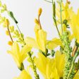 18  Forsythia and Heather Bush: Yellow Online Hot Sale