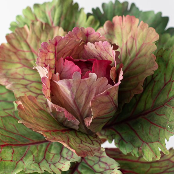 10  Kale Cabbage Plant Pick: Pink Online Sale