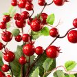 15  Holly Berry Pick: Red Online now