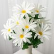 19  Daisy Bush: White (12 Stem) Cheap