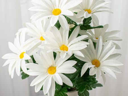 19  Daisy Bush: White (12 Stem) Cheap