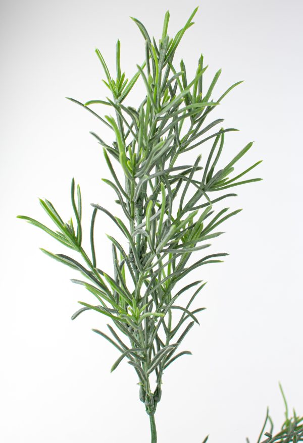 18  Rosemary Bush Online