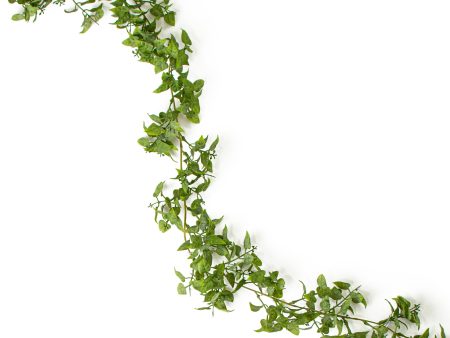 6  Smilax Greenery Garland Discount