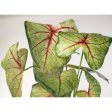 17  Artificial Caladium Plant: Green & Burgundy Sale