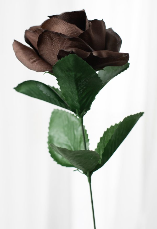 17  Colorfast Lillian Open Rose Bush (12): Chocolate Brown For Cheap