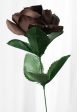 17  Colorfast Lillian Open Rose Bush (12): Chocolate Brown For Cheap