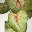 17  Artificial Caladium Plant: Green & Burgundy Sale