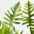 22  Leather Fern Bush Sale