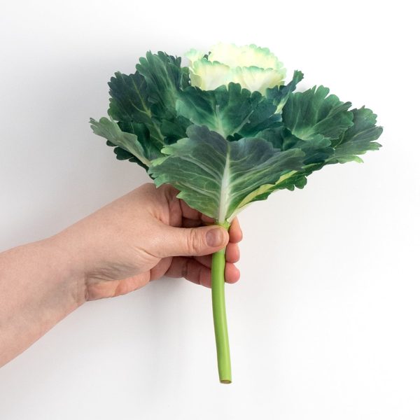 10  Kale Cabbage Plant Pick: Cream Cheap