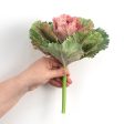 10  Kale Cabbage Plant Pick: Pink Online Sale