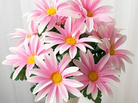 19  Daisy Bush: Pink (12 Stem) on Sale