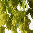 19   Hops Hanging Spray: Green Discount