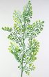 17  Dusted Green Mini Leaf Foliage Bush Online