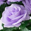 17  Colorfast Lillian Open Rose Bush: Lavender Online now