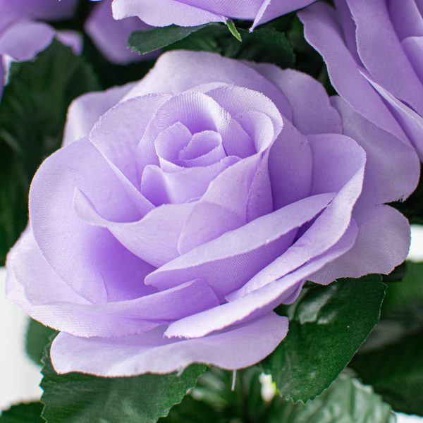 17  Colorfast Lillian Open Rose Bush: Lavender Online now