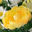 17  Lily Rose Bush: Yellow Hot on Sale