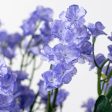 19  Colorfast Double Baby s Breath: Lavender on Sale