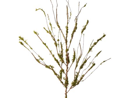 31  Twig Branch with Moss Hot on Sale