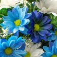 17  Colorfast Daisy Mix Bush: Blue & White Online now