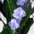 19  Colorfast Double Baby s Breath: Lavender on Sale