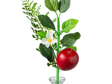 10  Fern, Greenery, Apple Pick Online