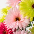 18  Gerbera Daisy Bush: Hot Pink & Lime Fashion